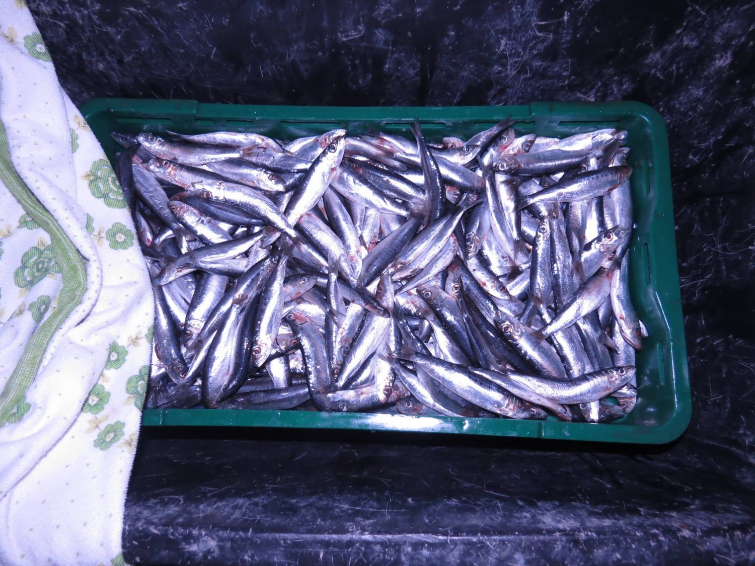 Aktualnost - 